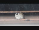 雨宿り、ふくふくスズメさん✨あまや鳥