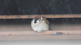 雨宿り、ふくふくスズメさん✨あまや鳥