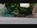 【ネットの罠】ヒヨコが網に絡まってしまう【カルガモ親子の引越し】