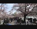 おっさんがお花見するだけの動画