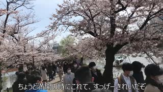 おっさんがお花見するだけの動画