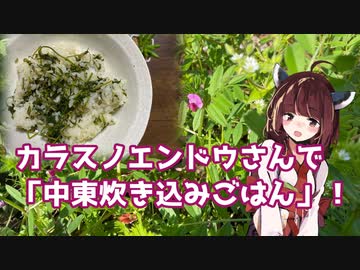 【思い切って野草を食べてみよう】#64 カラスノエンドウさんで「炊き込みごはん」！