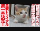 保護子猫兄弟、最初の里親トライアルが決定する