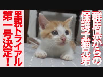 保護子猫兄弟、最初の里親トライアルが決定する