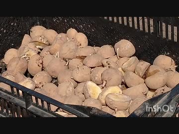 食糧危機は来るのか？じゃがいもの作り方を学びます!!