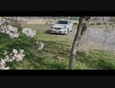 桜とクラウン