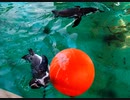 プールを泳ぎ回るフンボルトペンギン達2 [京都市動物園 体験] (2021/11/6)