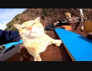 人間の都合で廃棄されたゴミ、この中で懸命に生きる命を助けたい【野良猫】【感動猫】