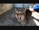 ハンターカブで廃墟の島をダラダラ猫探し散歩する動画