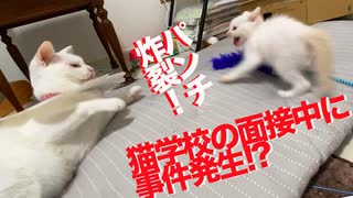 保護子猫兄弟、猫学校入学前に圧迫面接を受ける