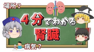 【4分でわかる】腎臓って何？解剖・機能・病気を解説【ゆっくり解説】