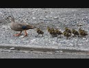 砂利道を走るヒヨコ