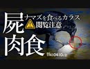 0410C②【ナマズがカラスに食べられる】カルガモ親子の繁殖池、腐肉食の野鳥（⚠猫・カモメも映ります）ハトが枝を折る。４月の綺麗な花達。　#カラス　#腐肉食　#スカベンジャー