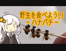 【VOICEROIDキッチン】野生を食べよう!!《ハナバチ編》