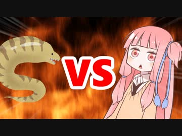 茜ちゃんVSウツボ