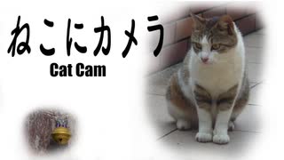 ねこにカメラ　Cat Cam