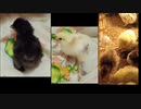 変なおじさんとこの　鶏さん２７８　ひよこさん５～６日目