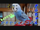 セキセイインコのそらちゃん 2階から降りてくるそらちゃん20220418