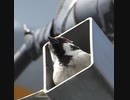 無限スズメの金太郎飴（ところてん式）