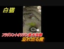 白猫　フラグメントオリジン後半攻略　溢れ出る魔　ジン＆エレノアイベント　＃３９　【白猫プロジェクト】