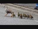 道路を走るヒヨコが可愛い【カルガモ親子の引越し】