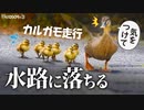 0509R③【雛鳥が排水溝に落ちる悲劇】カルガモ走行で道路を引越し。助ける見守り隊。初めての川の流れ【カルガモ親子に密着】　#カルガモ親子　#身近な生き物語　#カルガモ