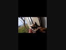 フェリー乗り場待合室が猫カフェになっとるｗ#Shorts【野良猫】【感動猫】