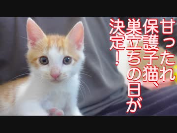 保護子猫兄弟、最初の巣立ちの日が決定する