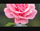 #1(A1)【わん(wan)】【世界に一つだけの花】歌わせていただきました！ cover ボイス 不安解消 歌ってみた 槇原敬之