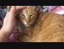 ビヨンビヨンな猫のおでこ