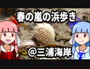【琴葉姉妹の浜遊び】春の嵐の浜歩き＠三浦海岸【VOICEROID解説】