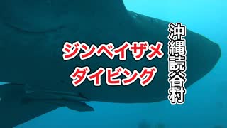 ジンベイザメダイビング・沖縄県読谷村