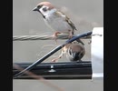 スズメのリサイクル