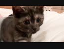#21 仔猫達の寝技、蹴り技、噛み技 Kitten Fight