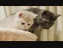 #22 かわいすぐる仔猫たち Cute kittens #作業用BGM