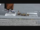 道路を渡ってきたカモ親子