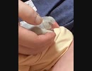 うとうとぴぃちゃん( ˊ꒳ˋ ) ᐝ