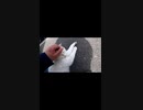 ぼっちなおっさんと最凶ボス猫#Shorts【野良猫】【感動猫】