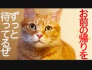 3年半迎えを待ったボス猫、終の棲家でもずっと待ち焦がれる
