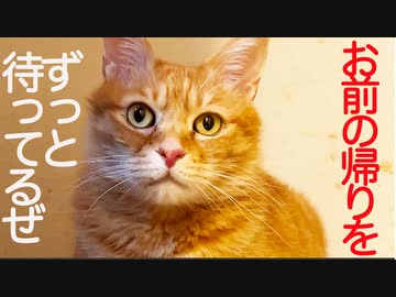 3年半迎えを待ったボス猫、終の棲家でもずっと待ち焦がれる