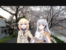 【CeVIO AI散歩+A.I.VOICE散歩】ONEとあかりのみち、さんぽ。単発「さくらの、トンネル、みち、さんぽ。」【第二回10秒動画祭】
