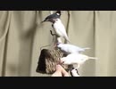 菜っぱの千切り待ち