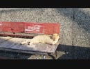 【猫探し】猫島でダラダラと猫探し散歩する動画