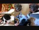 今までおとなしかった子猫がついに怒り爆発【風邪薬五日目 夜の部】