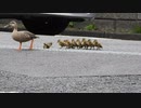 排水溝で転んでしまう雛鳥【カルガモ親子の引越し】