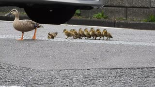 排水溝で転んでしまう雛鳥【カルガモ親子の引越し】