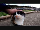 されるがままに撫でられる猫島の野良猫【野良猫】【感動猫】