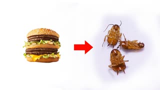【最終回】ごきぶり無限マクド生活#04 マク●ナル●のハンバーガーと水だけでゴキブリを飼育した結末・・。