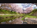 玉川堤の桜並木