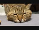 タタルさん４才になりました